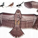 ODSTRASZACZ PTAKÓW GOŁĘBI SZPAKÓW SOKÓŁ LATAWIEC ORZEŁ BIELIK BIAŁY